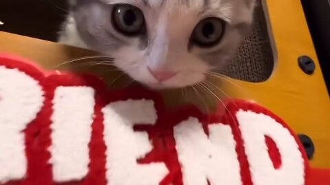 The Most Lovable Kitty Ever 💖🐾