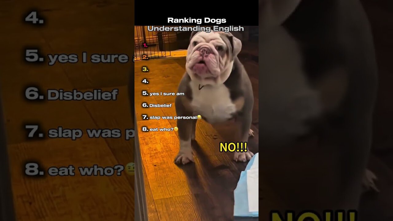Ranking Dogs Understanding English