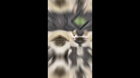 cats dont have a lot of patience