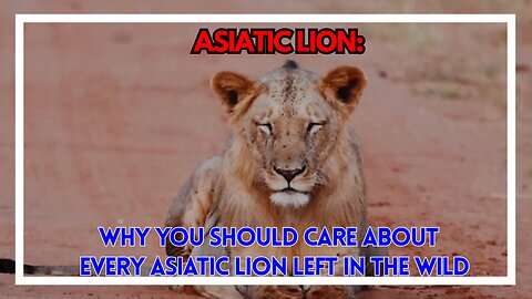 Why You Should Care About Every Asiatic Lion Left in the Wild