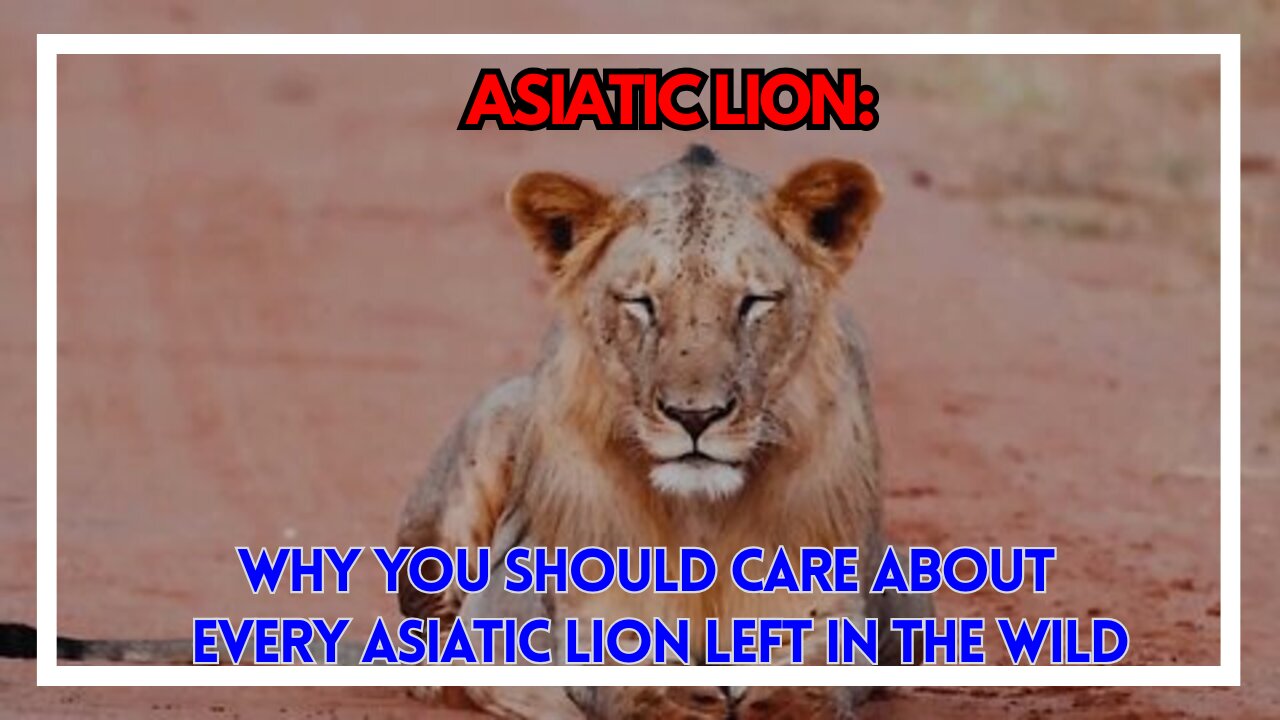 Why You Should Care About Every Asiatic Lion Left in the Wild