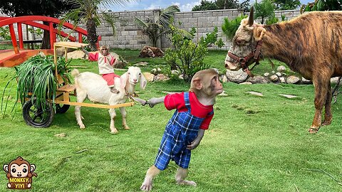 YiYi and YinYin take goat to help mom harvest grass feed cow