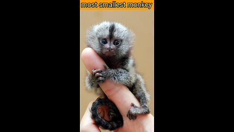 Most Smallest monkey in the World