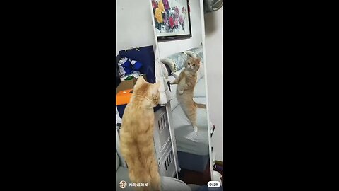 Funny cat 😺