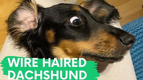 TOP FUNNY MINIATURE LONG HAIRED DACHSHUND PUPPIES | TRY NOT TO LAUGH CUTE DACHSHUND DOGS VIDEOS
