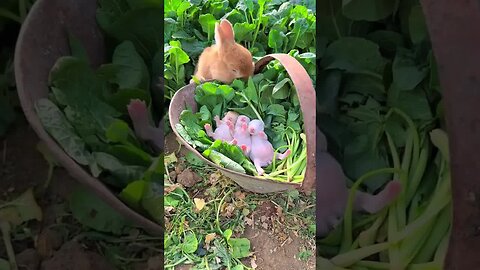 The rabbit mother is watching the baby eats both at the same time. The cute pet debut plan. The
