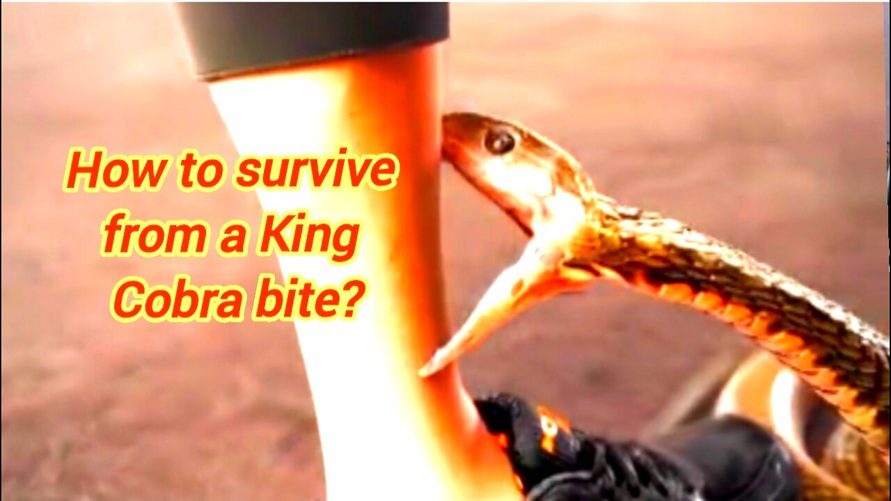 How To Survive From A King Cobra Bite