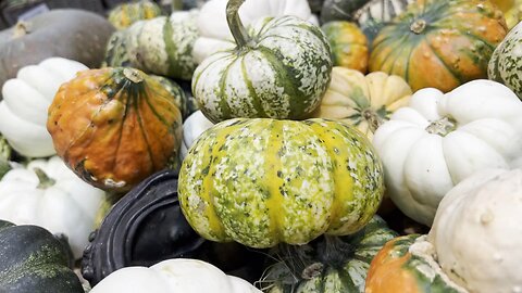 Pumpkins, Pumpkins, Pumpkins