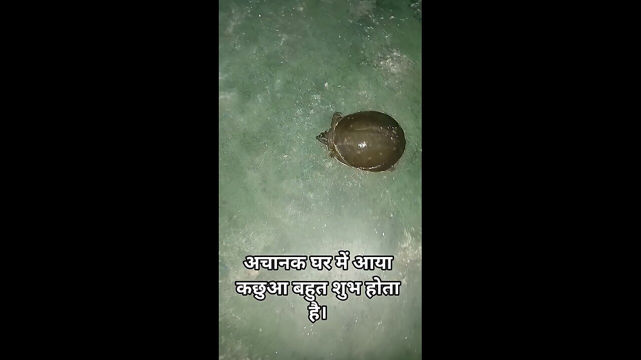 When a tortoise suddenly comes into the house, it is auspicious.