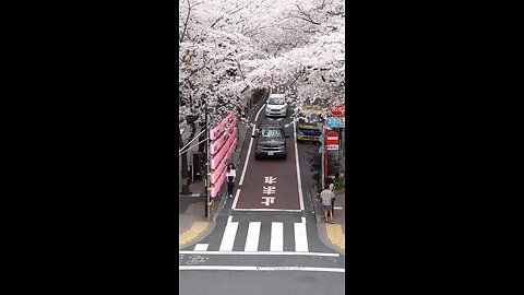 Spring in Shibuya #tokyo #japan #shibuya #spring