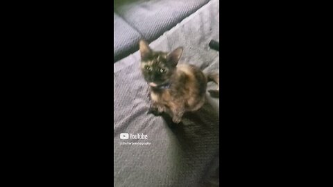 Talkative Kitty Cat MEOW MEOW MEOW MEOW MEOW MEOW MEOW MEOW
