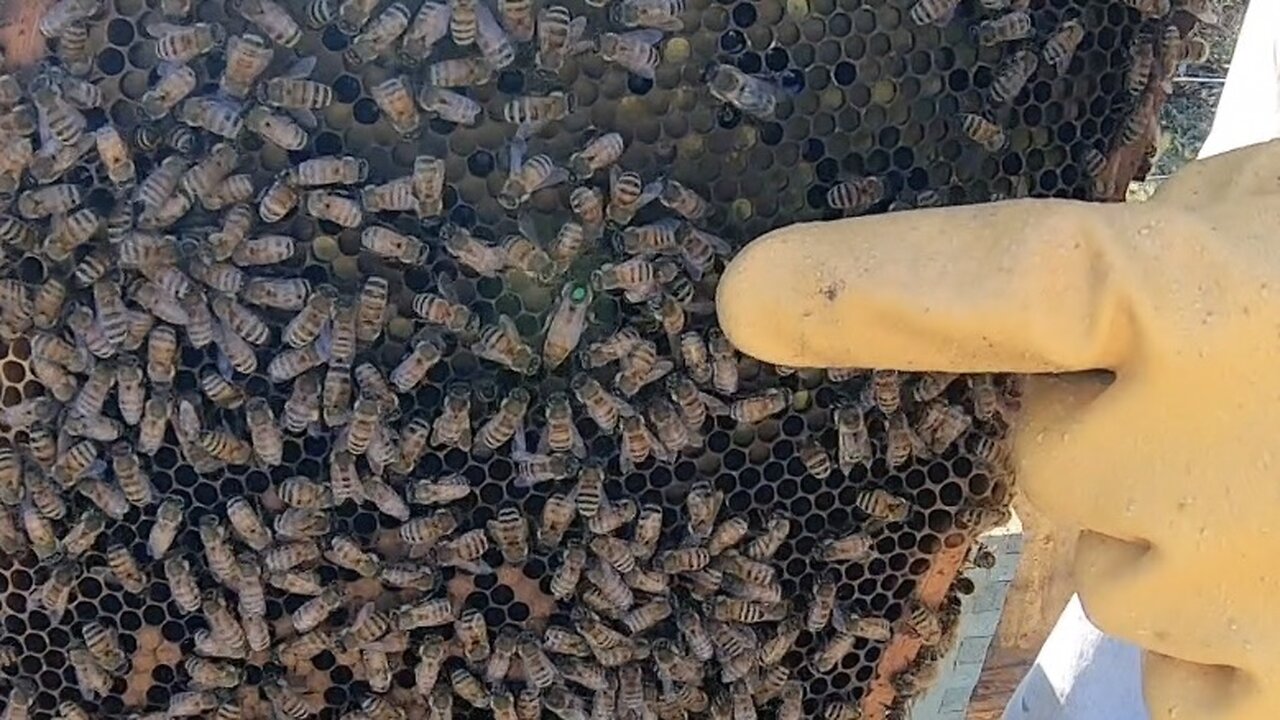 Beekeeping 2025: Checking A Split And Drones #beekeeping #walkawaysplit