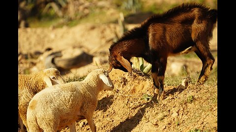 Genesis - Part 12: Who's Abraham's Blessing?