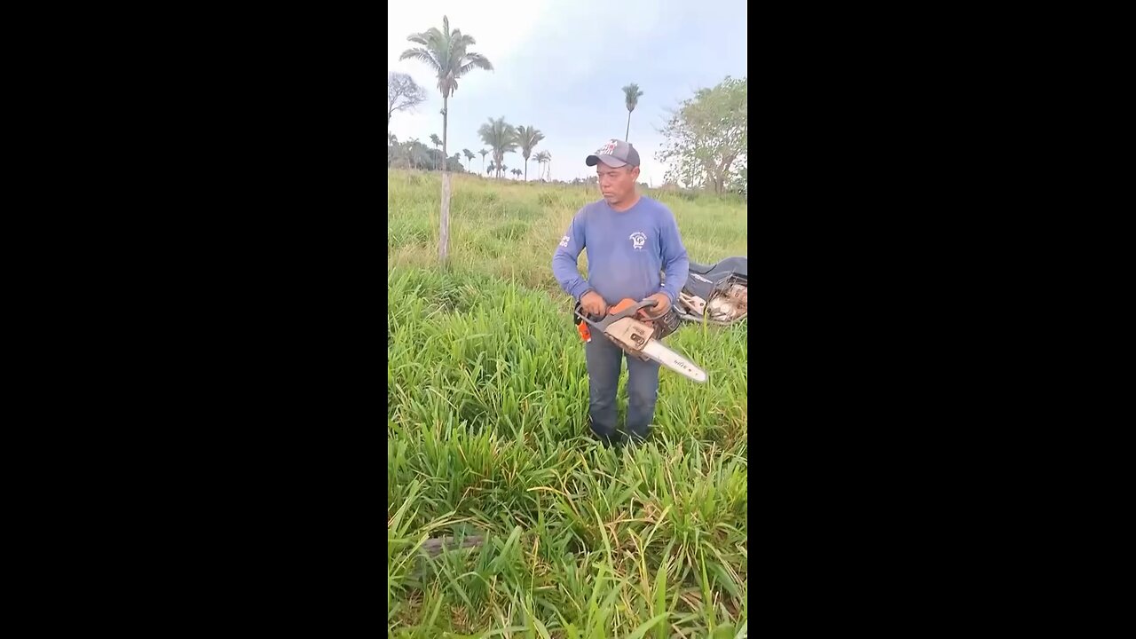 video penyelamatan sapi