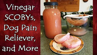 Vinegar SCOBYs, Meal Planning, Pain Relievers for Dogs, and More