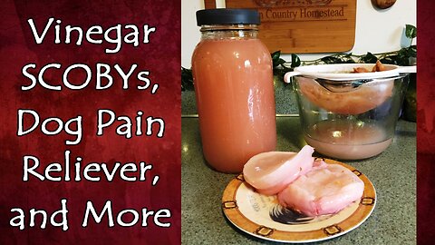 Vinegar SCOBYs, Meal Planning, Pain Relievers for Dogs, and More