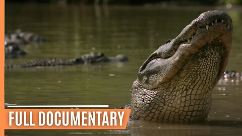 Breathtaking insights into the amazing ecosystem of the Everglades National Park _ Full Documentary