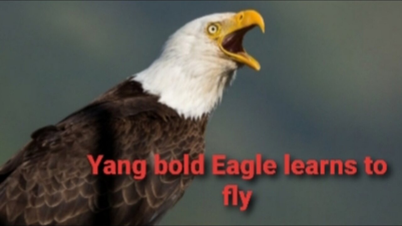 Bald eagle learns to fly