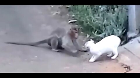 DOMESTIC CATS VS WILD ANIMALS & SOME DOGS 😂