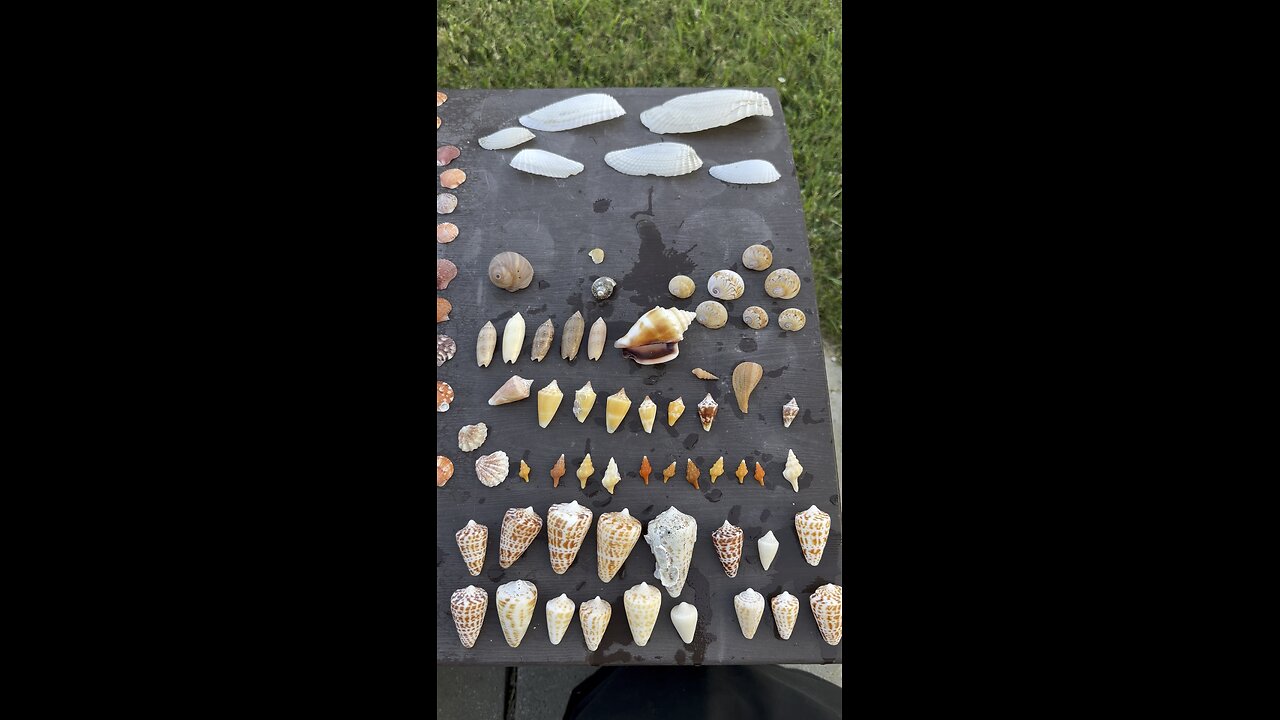 Seashells for sale
