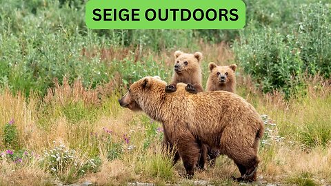 Katmai National Park Bear Feeding Live Stream!