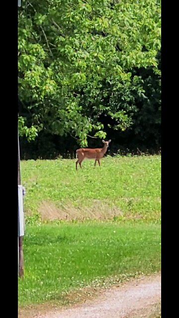 Just Now Deer From Our Front Porch 06-28-2025