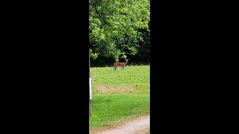 Just Now Deer From Our Front Porch 06-28-2025