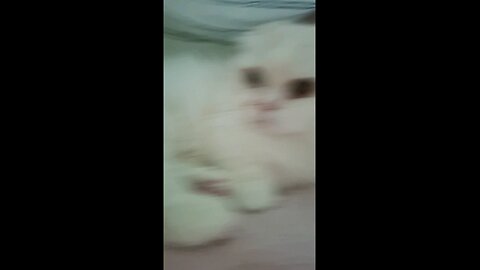 손주는 고양이