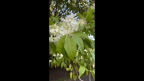 Flower in park -tree’s filled with flowers