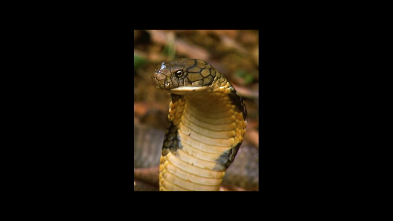 snake