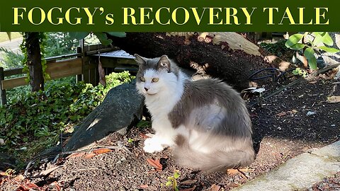 Sick Kitty ! - Foggy's Recovery Tale