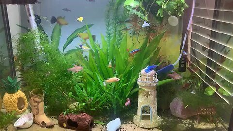 Behind The Lyrics Song I Wrote For My Fish