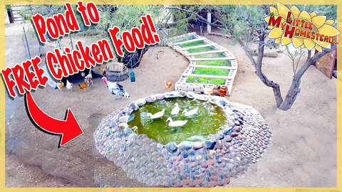 Can this Duck Pond Feed Our Chickens for Free? | Peek Ep408