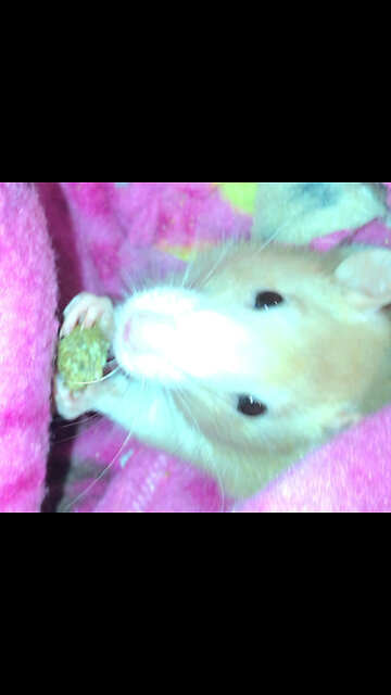 Pouch Time: Munching Fancy Rats