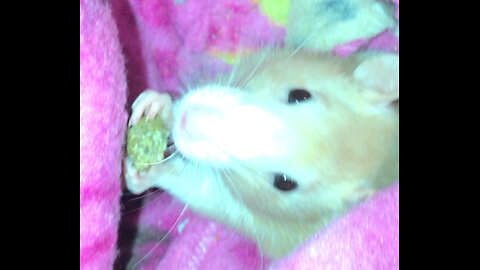 Pouch Time: Munching Fancy Rats