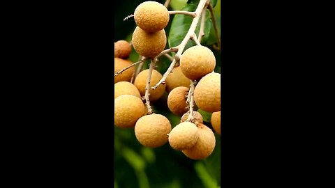 Longan Fruit Benefits | Boosts Immunity, Improves Digestion & Enhances Skin Health
