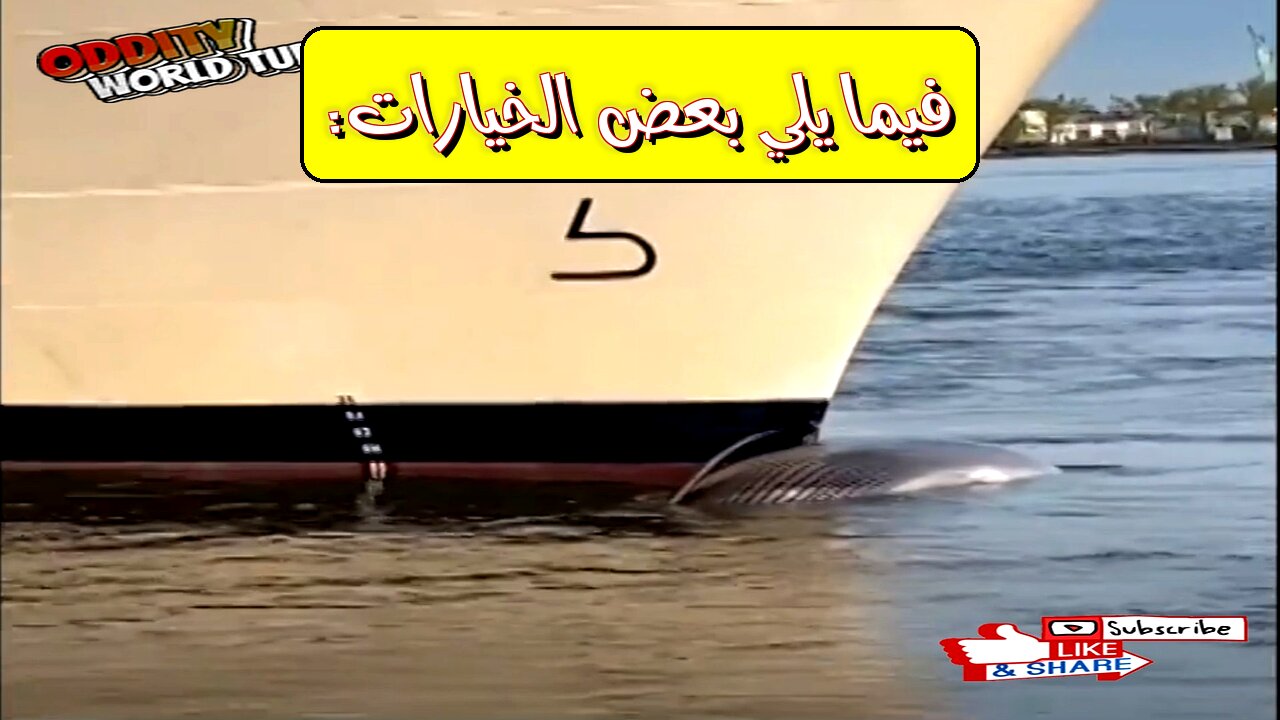 عالم تحت الماء: أسرار المحيط وأصواته الغامضة!