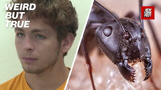 Ant gang busted in bizarre insect trafficking ring | Weird But True