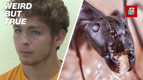 Ant gang busted in bizarre insect trafficking ring | Weird But True