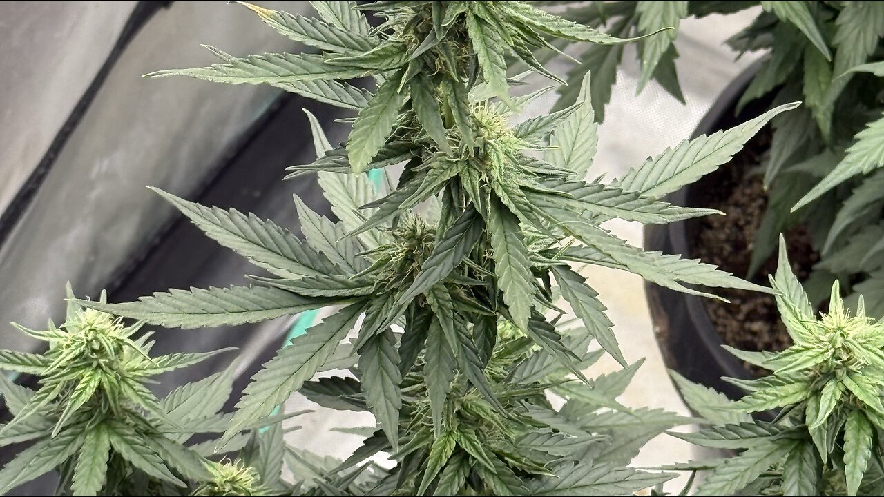 Here to grow