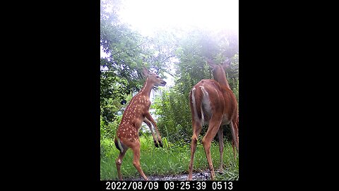 Deer Cam Photos Taken In August 2022. Bucks In Velvet, Fawns Playing. Game Cam Trail Camera