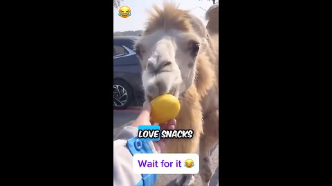 Funny animal Clips