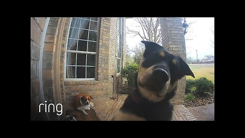 Family Dogs Learn to Use Ring Video Doorbell to Get Owner’s Attention - RingTV