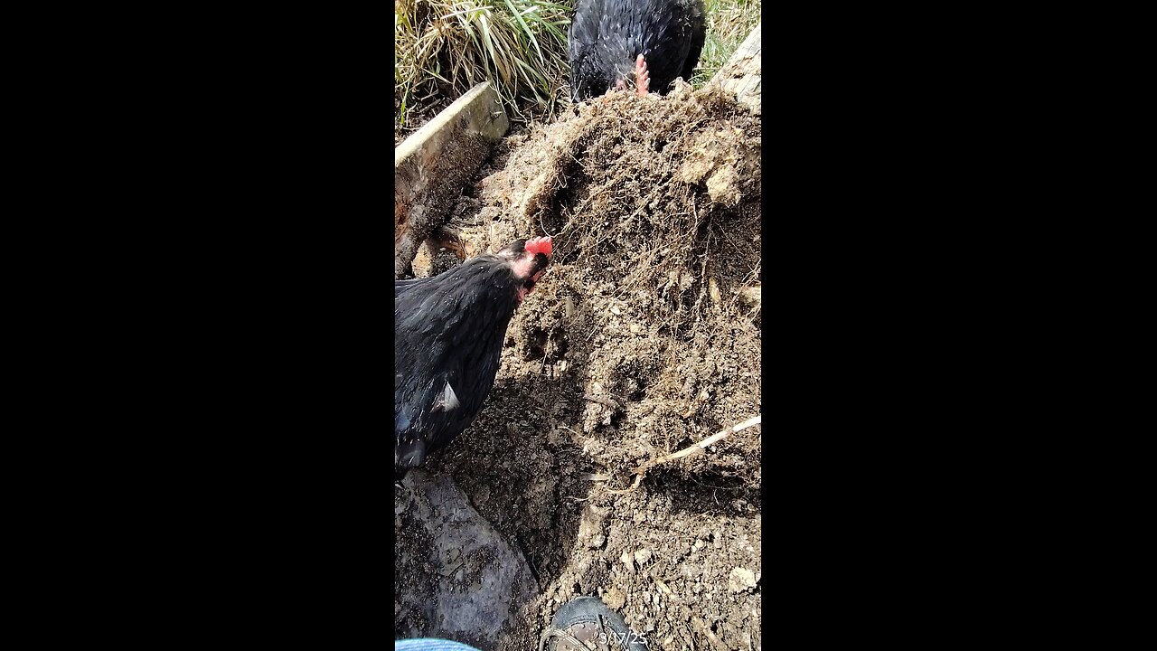 They were digging in the dirt pile.