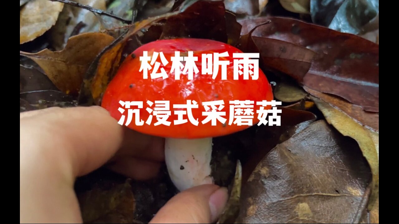 ASMR - Daily dose of Mushroom Hunting #7