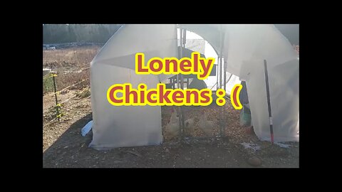 Chicken Health Update ~ Moving Plans for the Chickens