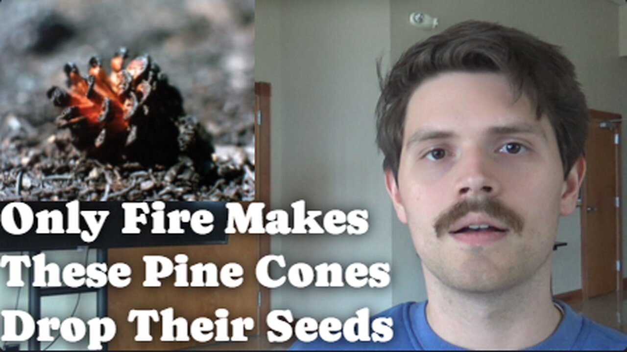 Only Fire Makes These Pine Cones Drop Their Seeds