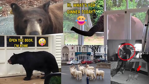 Wildlife Gone Urban Animal Invasions Caught on Camera 🐻📹