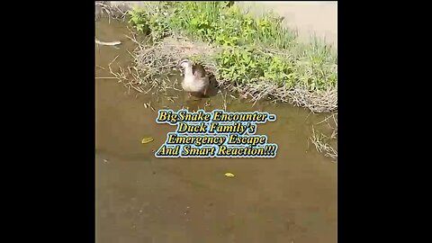 Big Snake Encounter 🐍💥 Duck Family’s Emergency Escape and Smart Reaction 🦆🐤 -