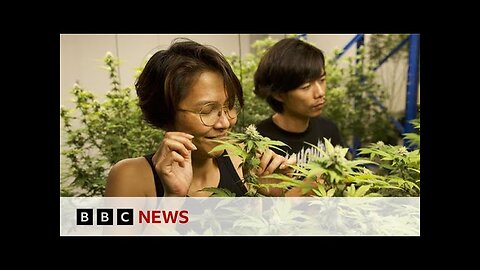 Thailand's 'weed wild west' faces new rules as smuggling to UK rises | BBC News